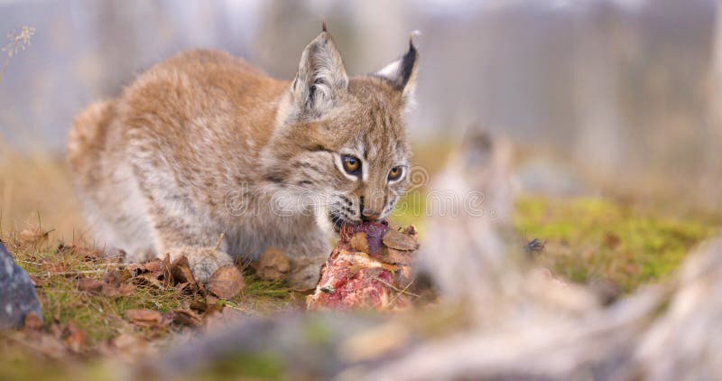 Sluiting van een mooie eurazische lynxkub die vlees eet in het bos