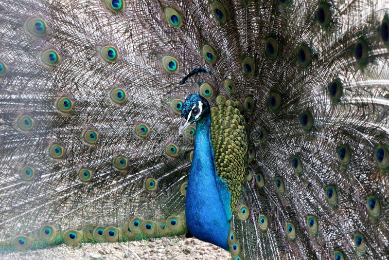 Indian peafowl with an open tail. Indian peafowl with an open tail