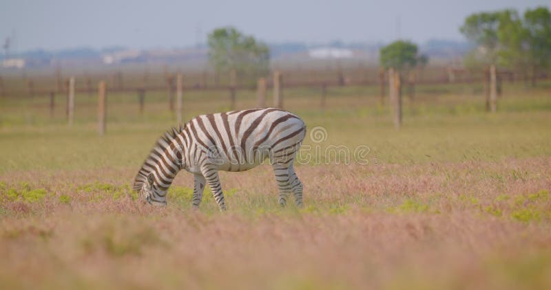 Sluiting van een mooie zebra die in het veld gras eet in de natuur in het nationale park