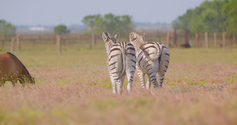 Sluiting van een mooie zebra die naast de paarden in het veld loopt in de natuur in het nationale park