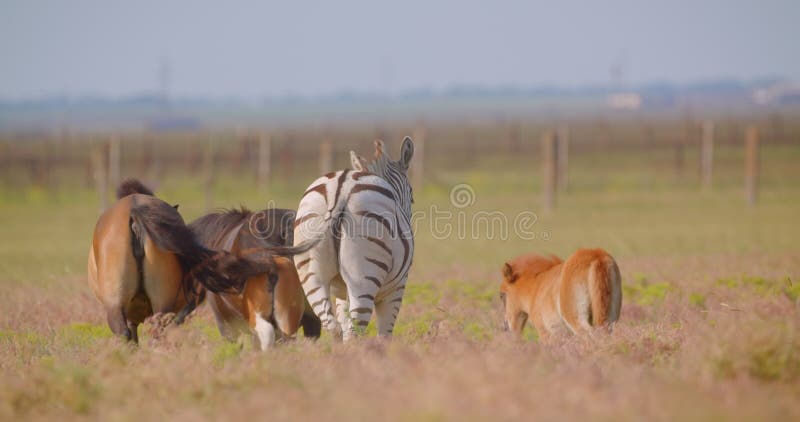 Sluiting van een mooie zebra die naast de paarden in het veld loopt in de natuur in het nationale reservaat