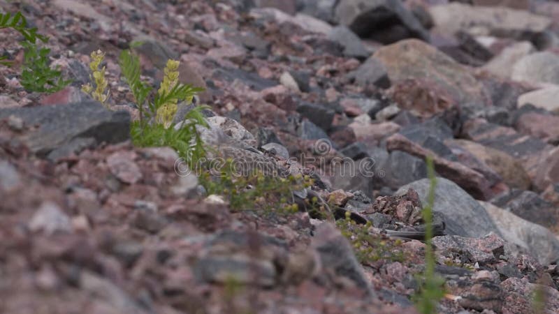 Sluiting van een zeemeeuw op de rotsbodem tegen de stenen stock video