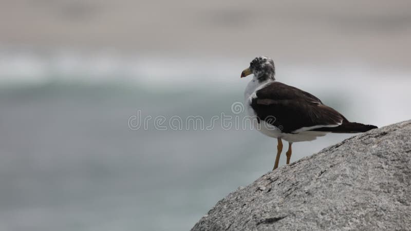 Sluiting van een zeemeeuw op een rots in lima peru stock video
