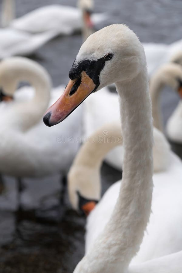 Close-up of a swan's head and neck amidst other swans in the water. Blurred background. Close-up of a swan's head and neck amidst other swans in the water. Blurred background