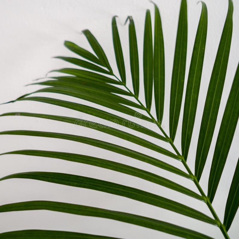 Sluiting van het groene blad van de areca palm stock afbeeldingen