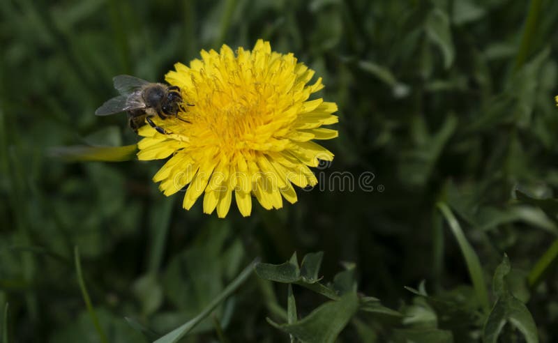 Sluiting van honingbijen die nectar van gele bloem verzamelen royalty-vrije stock foto's Sluiting van honingbijen die nectar van gele bloem verzamelen royalty-vrije stock foto's