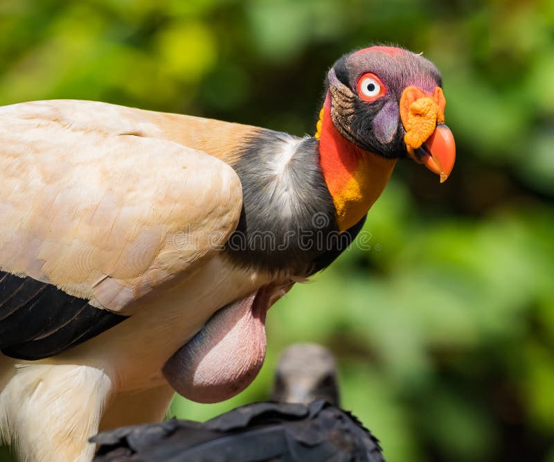 Close up of King vulture Sarcoramphus papa  with a full gullet from eating in Costa Rica. Close up of King vulture Sarcoramphus papa  with a full gullet from eating in Costa Rica