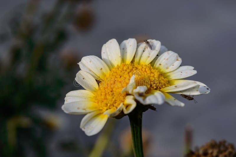 Sluitingen van een door insecten gebitte witte indianenzonnebloem stock foto's Sluitingen van een door insecten gebitte witte indianenzonnebloem stock foto's