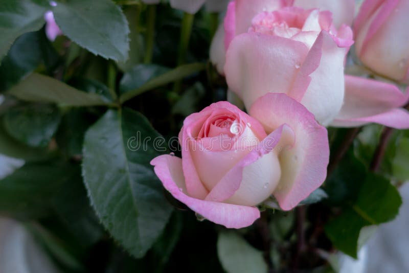Slut för blommarosa färgros upp för för festivaldag för valentin romantiska lodisar royaltyfria bilder Slut för blommarosa färgros upp för för festivaldag för valentin romantiska lodisar royaltyfria bilder