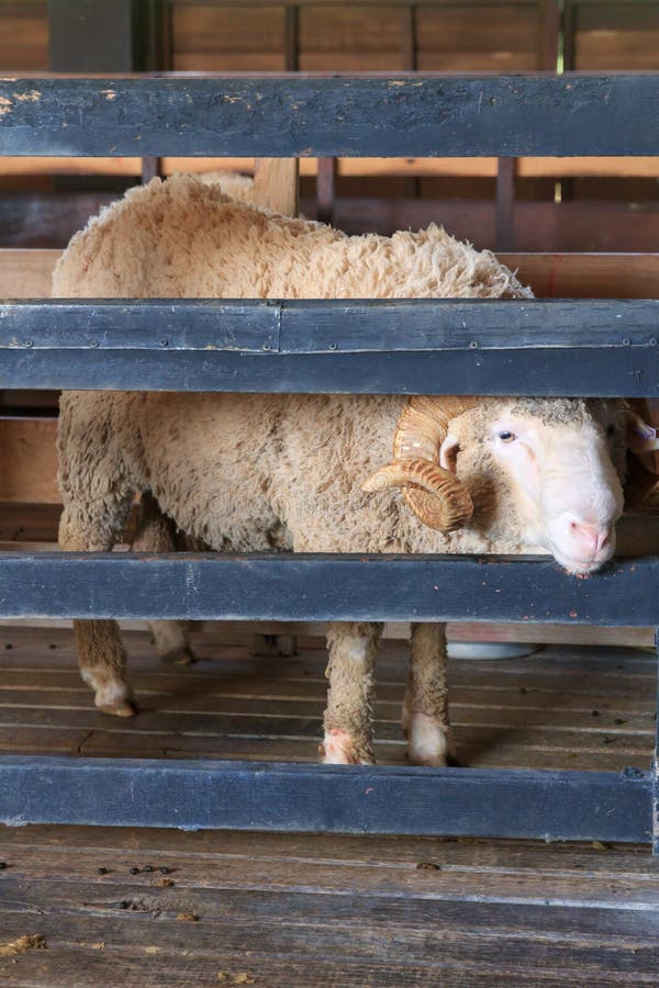 Slut upp av alpaca i naturlantgård arkivbild Slut upp av alpaca i naturlantgård arkivbild