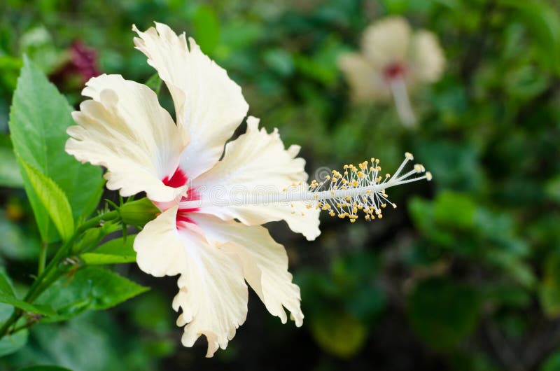 Slut upp av blomman för hibiskusblommapollen arkivfoton Slut upp av blomman för hibiskusblommapollen arkivfoton