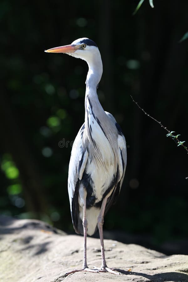 Slut upp av en Grey Heron som söker efter mat royaltyfria bilder Slut upp av en Grey Heron som söker efter mat royaltyfria bilder