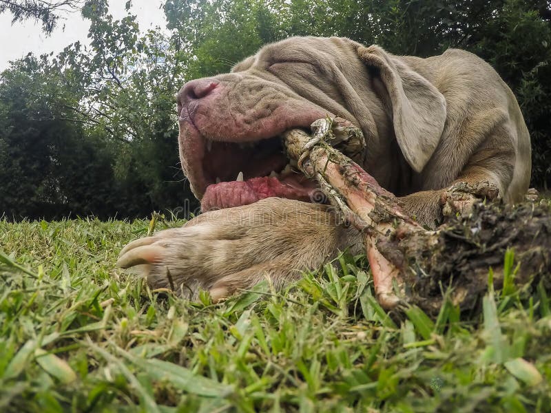 Close Up Of An Massive Neapolitan Mastiff Dog Eating Hypnotized A Raw Lama Bone Outdoor. Close Up Of An Massive Neapolitan Mastiff Dog Eating Hypnotized A Raw Lama Bone Outdoor