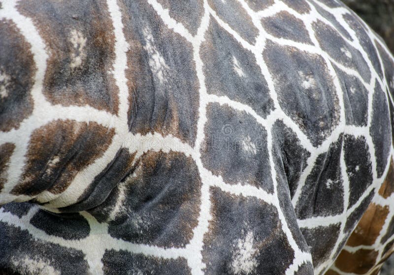 Slut upp av girafffläckar arkivfoton Slut upp av girafffläckar arkivfoton