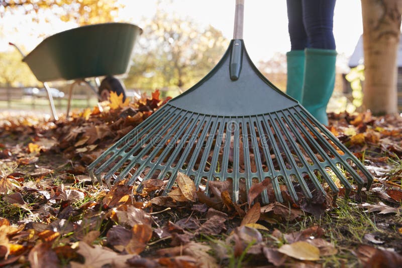 Slut upp av kvinnan som krattar Autumn Leaves In Garden arkivfoto
