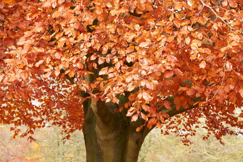Slut upp av lövverk på Autumn Tree fotografering för bildbyråer
