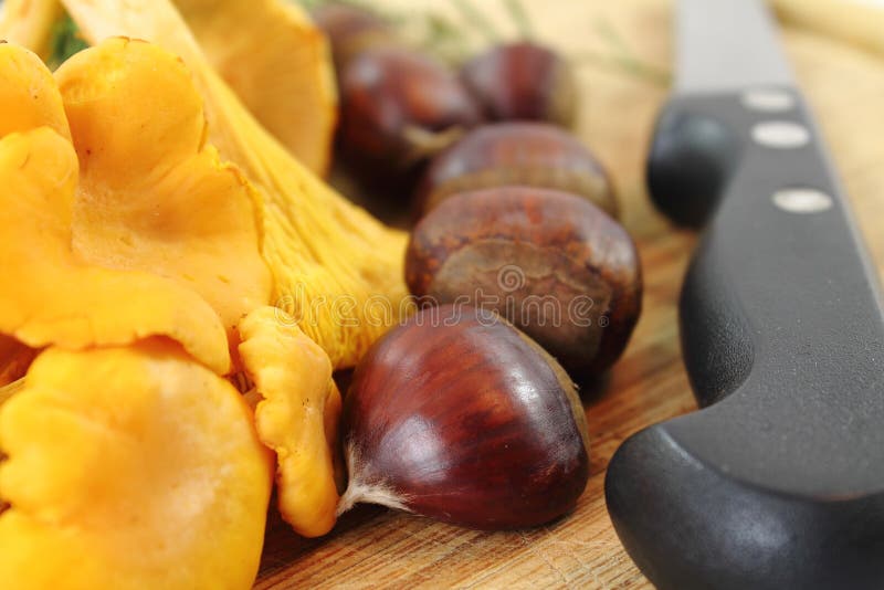 Slut upp av nya skördade champinjoner kantarell och kastanjer för organisk strikt vegetarian arkivfoton Slut upp av nya skördade champinjoner kantarell och kastanjer för organisk strikt vegetarian arkivfoton