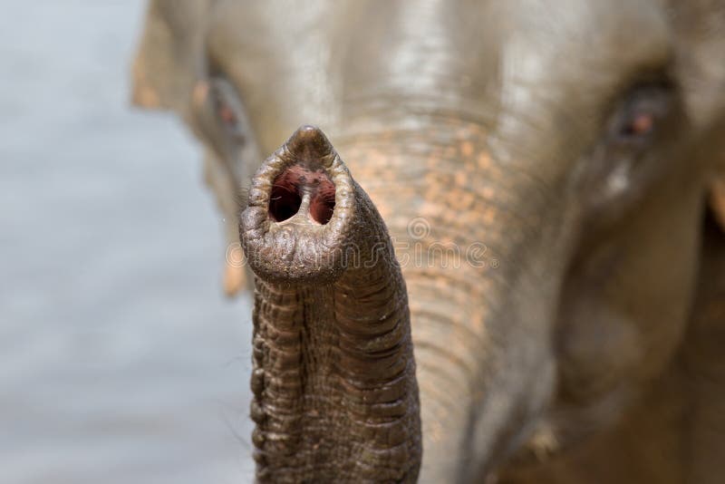 Slut upp av stammen för elefant` s arkivbild Slut upp av stammen för elefant` s arkivbild