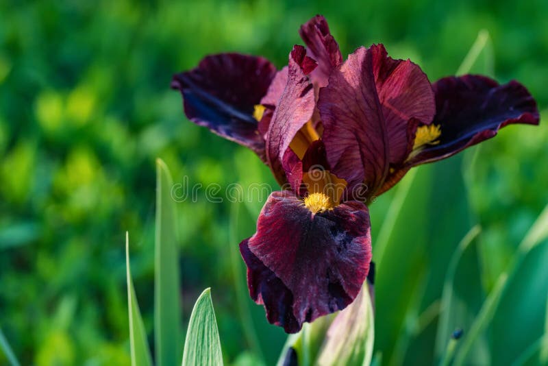 Slut upp den härliga enkla burgundy irisblomman i trädgård royaltyfri fotografi Slut upp den härliga enkla burgundy irisblomman i trädgård royaltyfri fotografi