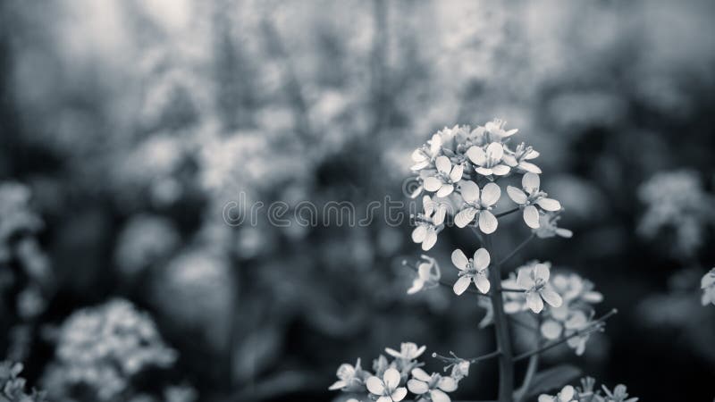 Slut upp den senapsgula blomman med svartvit färg royaltyfria foton Slut upp den senapsgula blomman med svartvit färg royaltyfria foton