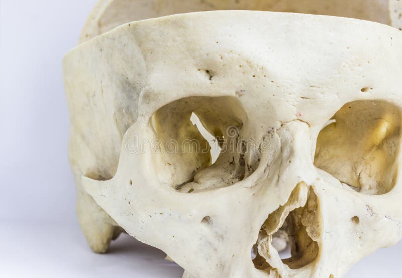 Slut upp makrosikt av det mänskliga skallebenet som visar anatomin av orbitalhålet, den nasala foramenen och den nasala septumen royaltyfri foto Slut upp makrosikt av det mänskliga skallebenet som visar anatomin av orbitalhålet, den nasala foramenen och den nasala septumen royaltyfri foto