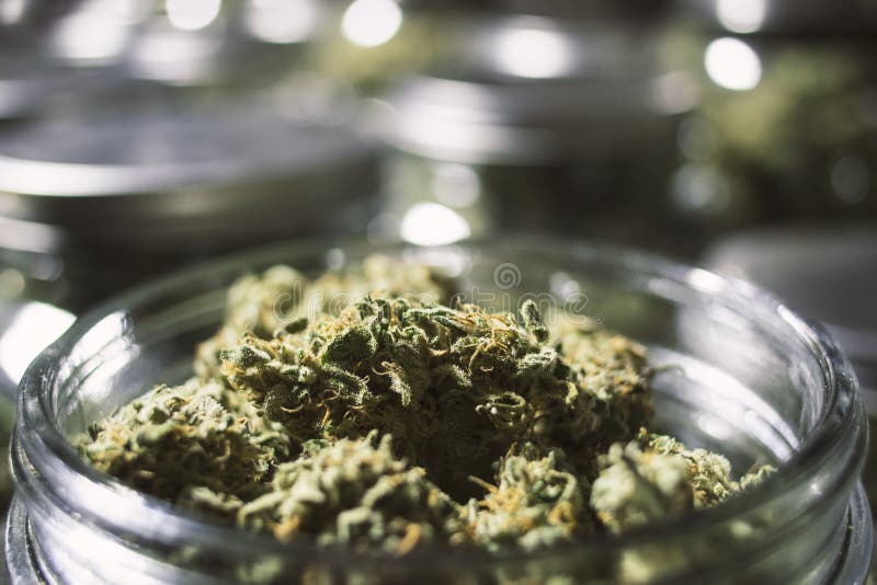 Slut upp marijuanaknoppar i den Glass kruset med oskarp bakgrund royaltyfria foton Slut upp marijuanaknoppar i den Glass kruset med oskarp bakgrund royaltyfria foton