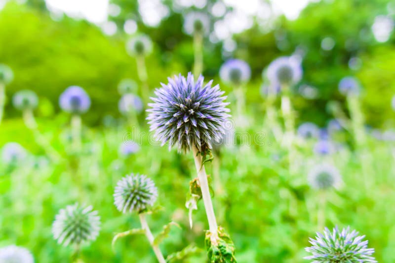 Slut upp purpurfärgat maskrosblommafält arkivfoton Slut upp purpurfärgat maskrosblommafält arkivfoton