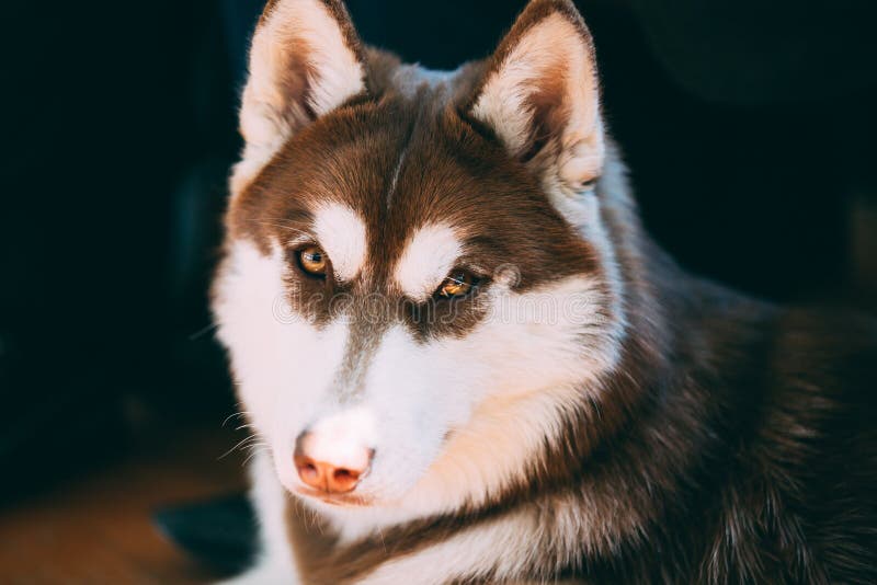 Slut upp rolig ung vit och brunt Husky Dog royaltyfri bild Slut upp rolig ung vit och brunt Husky Dog royaltyfri bild