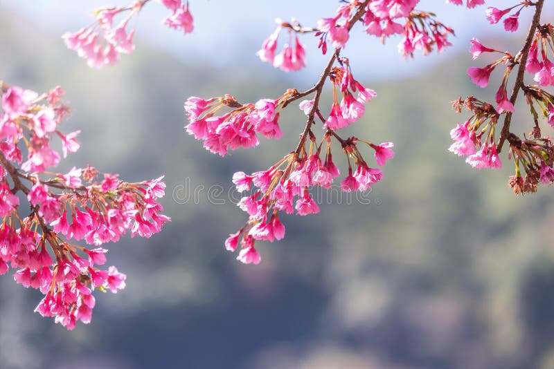 Slut upp rosa Sakura blommor eller den körsbärsröda blomningen som blommar på träd arkivfoton Slut upp rosa Sakura blommor eller den körsbärsröda blomningen som blommar på träd arkivfoton