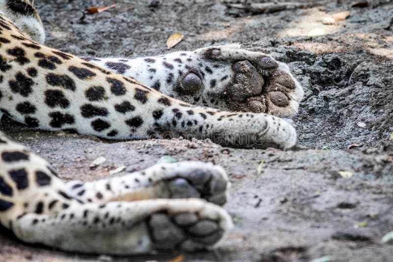 Slutet av tafsar upp av en manlig leopard royaltyfri bild