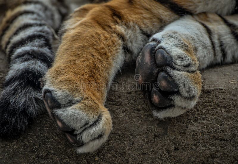 Slutet av tigern tafsar upp och svansen arkivbilder