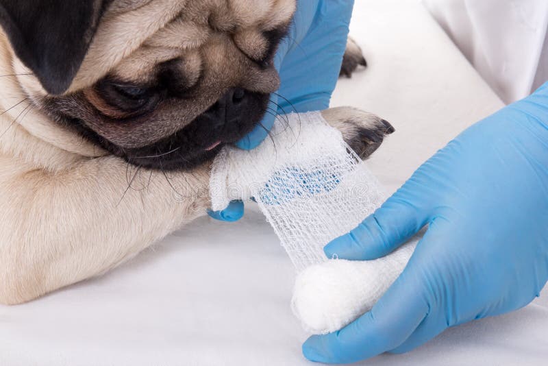 Slutet av veterinär- sätta förbinder upp tafsar på av hund fotografering för bildbyråer Slutet av veterinär- sätta förbinder upp tafsar på av hund fotografering för bildbyråer