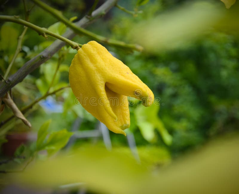 Slutet upp av den citrusa växten kallade Buddha Räcka in arkivbild Slutet upp av den citrusa växten kallade Buddha Räcka in arkivbild