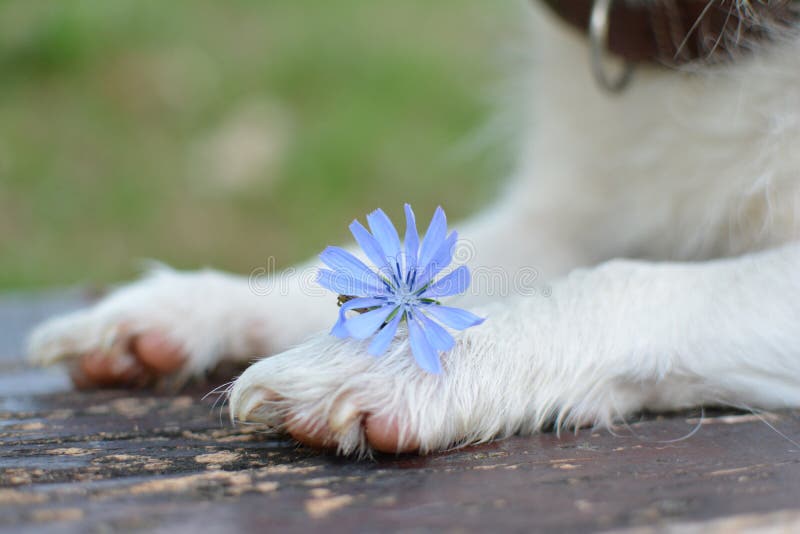 SLUTET UPP HUND TAFSAR RYMMA EN LITEN BLÅTTBLOMMA royaltyfri foto