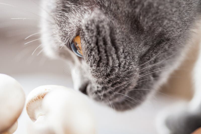 Cat and mushrooms stock photo. Image of mammal, hungry 20994484