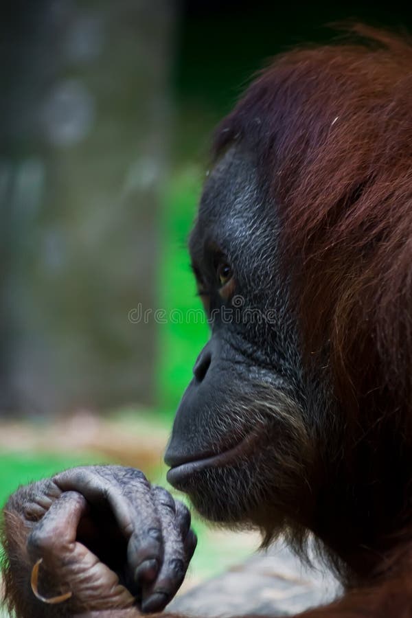 Sly monkey orangutan hiding something in a fist like a magician stock image Sly monkey orangutan hiding something in a fist like a magician stock image