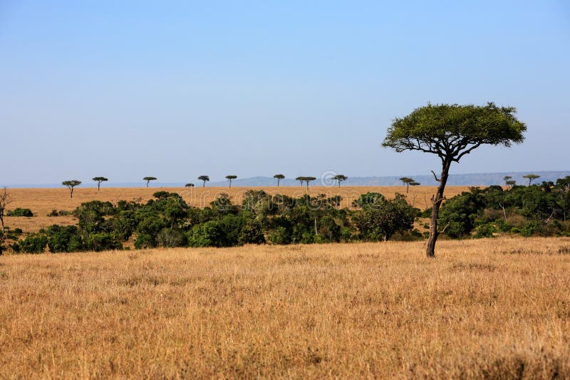 Download SlättMasaiMara Reserv Kenya Afrika Arkivfoto - Bild av natur, landmark: 37344928