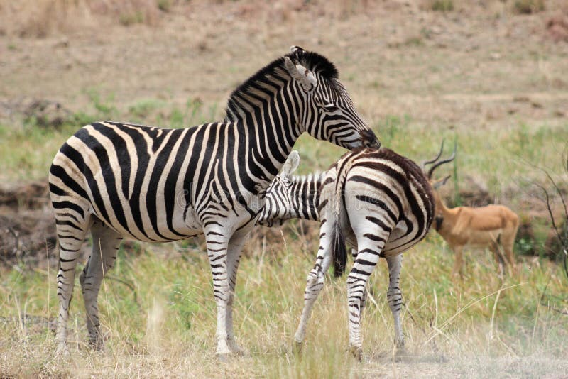 Slättsebra & x28; Equusquagga& x29; ansa royaltyfria foton Slättsebra & x28; Equusquagga& x29; ansa royaltyfria foton