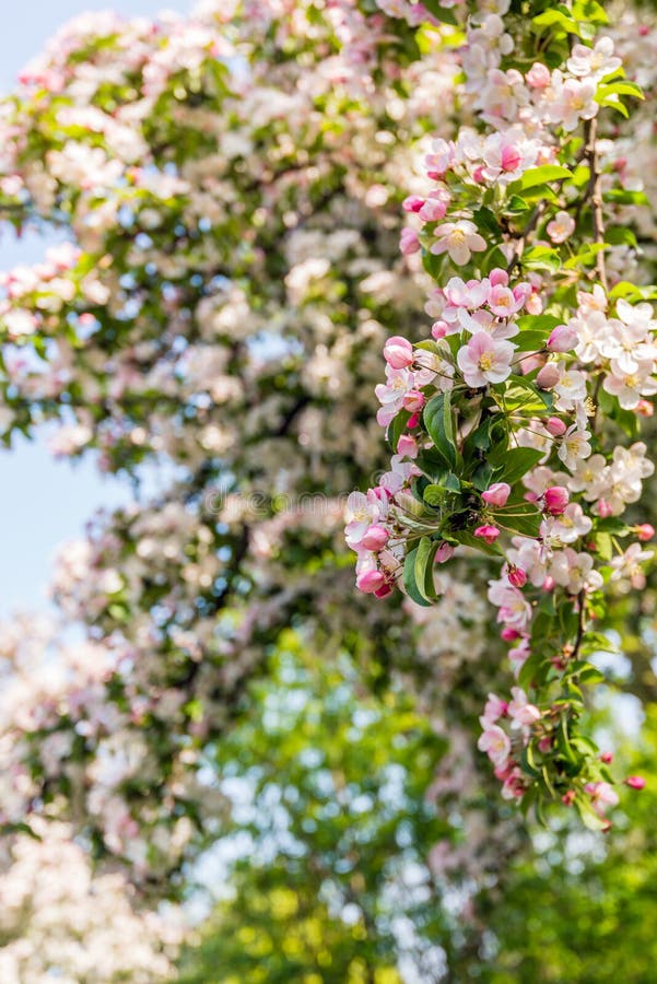 Slå ut och blomningkrabbaäpplet blommar från slut arkivbild Slå ut och blomningkrabbaäpplet blommar från slut arkivbild