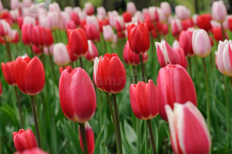 Slår ut röda och rosa tulpan En gräsmatta i en stad parkerar closen colors slappt ?vre siktsvatten f?r liljan royaltyfria bilder Slår ut röda och rosa tulpan En gräsmatta i en stad parkerar closen colors slappt ?vre siktsvatten f?r liljan royaltyfria bilder