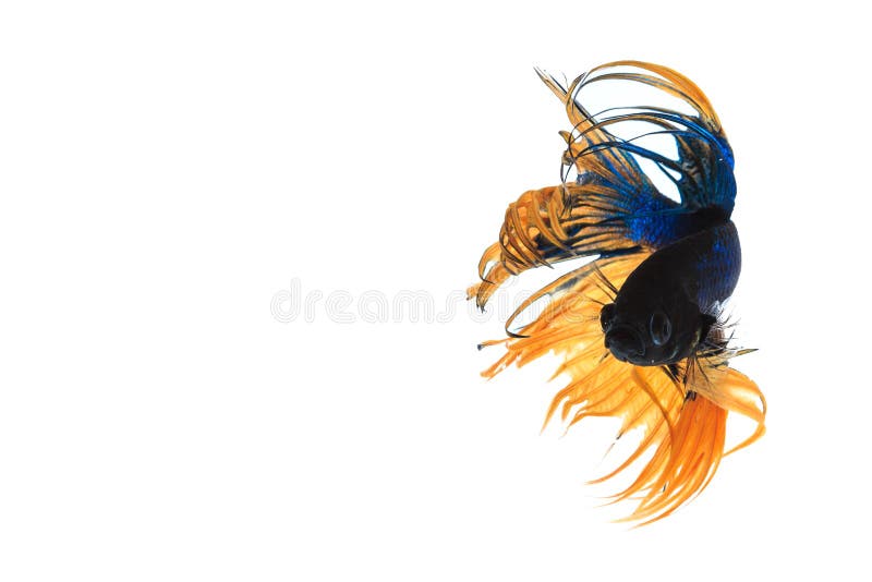 slåss fisk arkivbild slåss fisk arkivbild