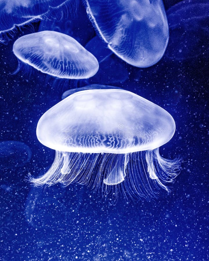 Moon Jellyfish - Smack