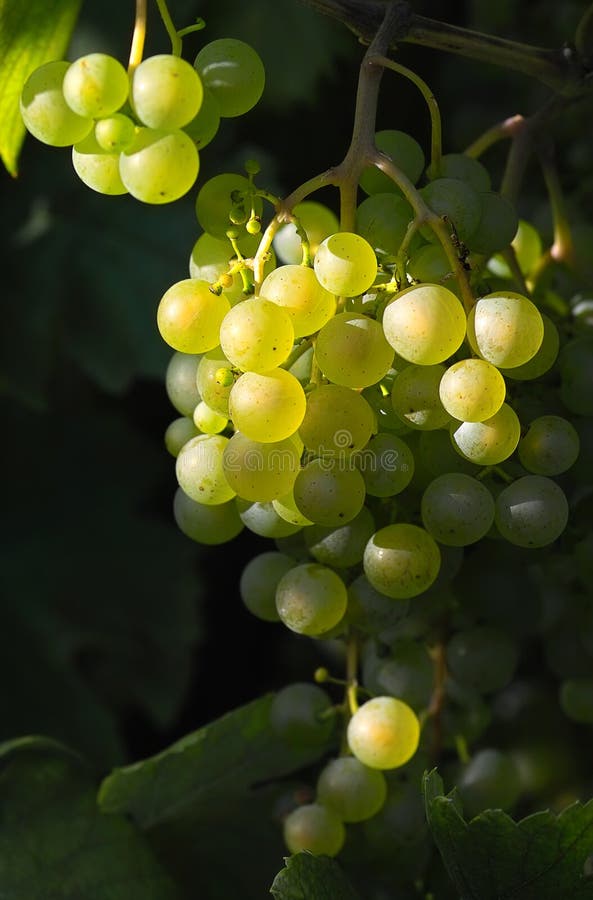 Tasty light wine grapes in sunlight. Tasty light wine grapes in sunlight