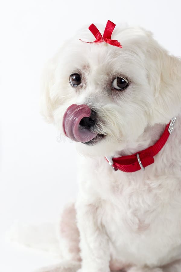 Mmmmm, Now that looks tasty. This photo shows a small white dog licking its chops and looking at the camera. Focus on face. Mmmmm, Now that looks tasty. This photo shows a small white dog licking its chops and looking at the camera. Focus on face.
