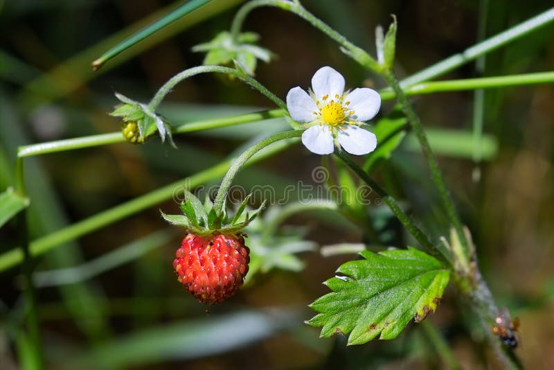 Wild strawberries with blossom. Wild strawberries with blossom