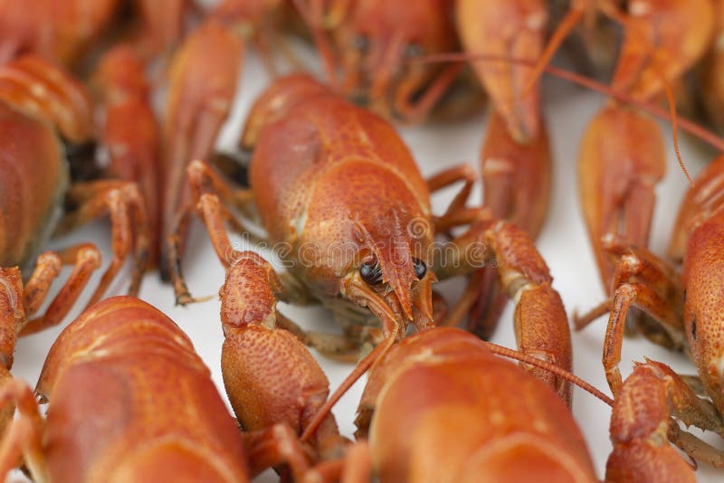 Smakowici, gotowani crawfishes czerwony kolor, zbli?enie Selekcyjna ostro?? zdjęcie royalty free Smakowici, gotowani crawfishes czerwony kolor, zbli?enie Selekcyjna ostro?? zdjęcie royalty free