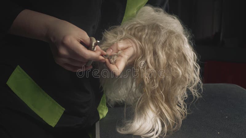 Smaksalon för djur. Mästaren skär naglarna på Shih tzu-hunden. Foderputsning för sällskapsdjur. ta hand om stock video
