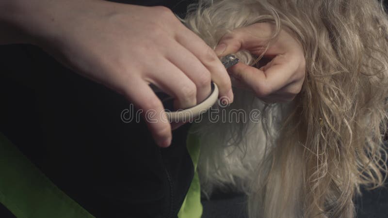 Smaksalon för djur. Mästaren skär naglarna på Shih tzu-hunden. Foderputsning för sällskapsdjur. ta hand om lager videofilmer