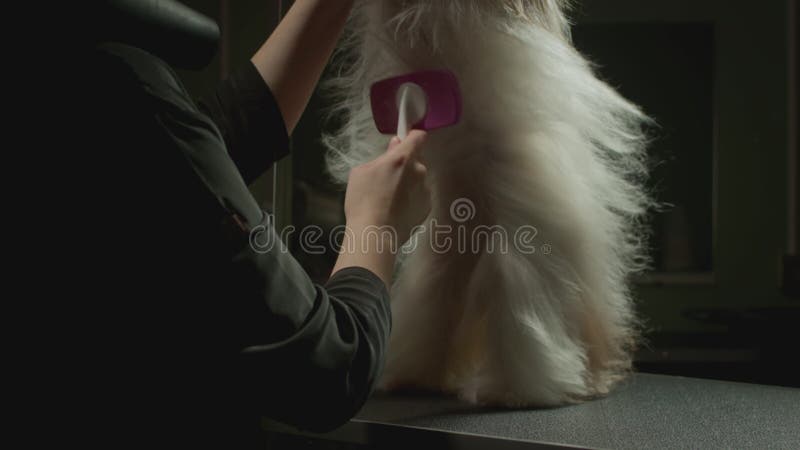 Smaksalon för djur. Mästargroomist bekämpar shih tzu-hunden. Yrkeskomb för sällskapsdjur. kammar lager videofilmer