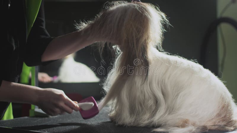 Smaksalon för djur. Mästargroomist bekämpar shih tzu-hunden. Yrkeskomb för sällskapsdjur. kammar arkivfilmer